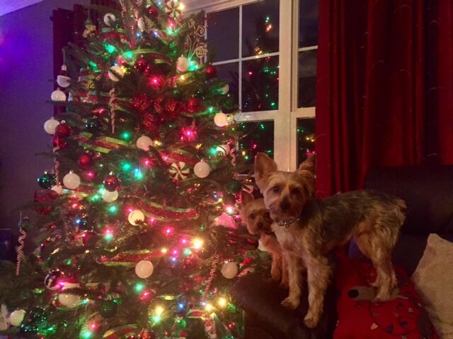 Angela Brittingham Muffie and peanut from Salisbury